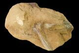 Cretaceous Fossil Leaves (Daphnophyllum?) - Kansas #143483-2